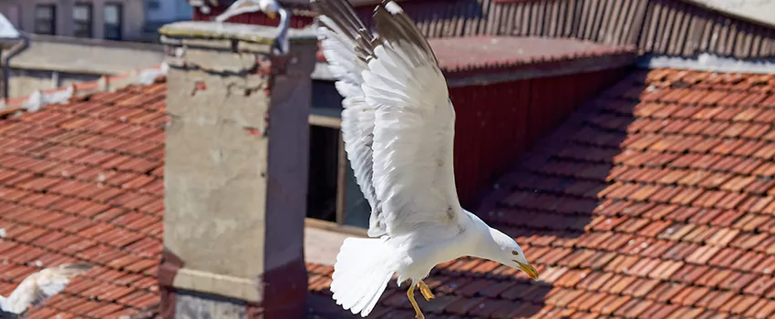 Residential Chimney Animal Removal Solution in Lake Elsinore, CA